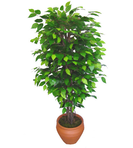 Ficus Benjamin 1,50 cm   Antalya online anneler gn iek yolla 