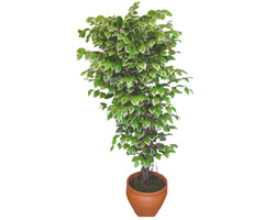 Ficus zel Starlight 1,75 cm   Antalya online cicek , cicekci 