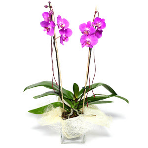  Antalya online iek sat  Cam yada mika vazo ierisinde  1 kk orkide