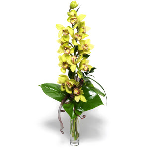  Antalya online Melisa nternetten iek siparii  cam vazo ierisinde tek dal canli orkide
