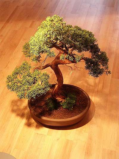 ithal bonsai saksi iegi  Antalya online iek maazas , ieki adresleri 
