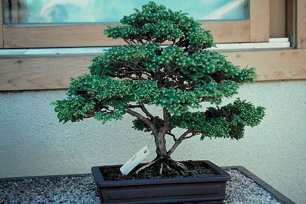 ithal bonsai saksi iegi  Antalya online 14 ubat sevgililer gn iek 