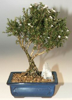  Antalya online iek , ieki , iekilik  ithal bonsai saksi iegi  Antalya online online iek gnderme sipari 