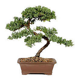 ithal bonsai saksi iegi  Antalya online iek gnderme sitemiz gvenlidir 