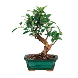  Antalya online iek siparii sitesi  ithal bonsai saksi iegi  Antalya online iek online iek siparii 
