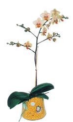  Antalya online online iek gnderme sipari  Phalaenopsis Orkide ithal kalite