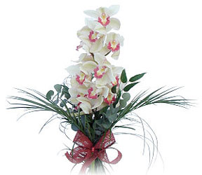  Antalya online iek siparii sitesi  Dal orkide ithal iyi kalite