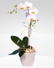 1 dall orkide saks iei  Antalya online online ieki , iek siparii 
