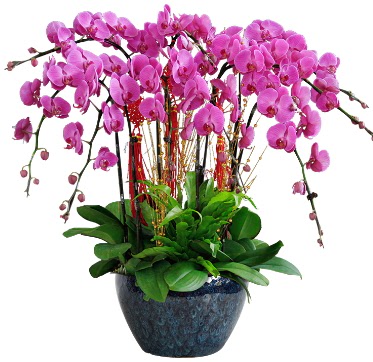 9 dall mor orkide  Antalya online 14 ubat sevgililer gn iek 