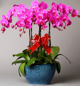 7 dall mor orkide  Antalya online iek online iek siparii 