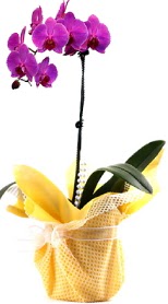  Antalya online iek siparii sitesi  Tek dal mor orkide saks iei