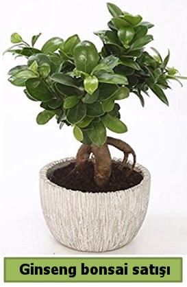 Ginseng bonsai japon aac sat  Antalya online ieki telefonlar 