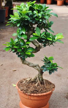 Orta boy bonsai saks bitkisi  Antalya online internetten iek siparii 