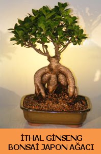 thal japon aac ginseng bonsai sat  Antalya online Melisa nternetten iek siparii 