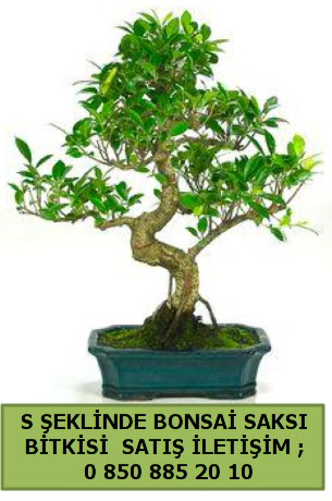 thal S eklinde dal erilii bonsai sat  Antalya online iek gnderme 
