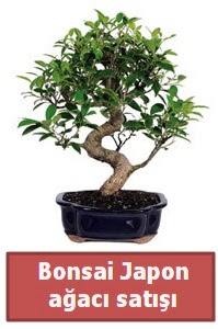 Japon aac bonsai sat  Antalya online iek siparii sitesi 