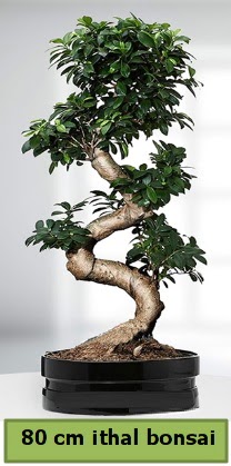 80 cm zel saksda bonsai bitkisi  Antalya online ieki telefonlar 