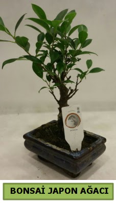 Bonsai japon aac saks bitkisi  Antalya online iek servisi , ieki adresleri 
