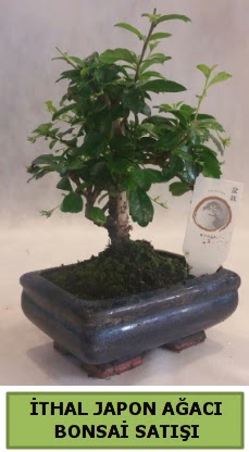 thal japon aac bonsai bitkisi sat  Antalya online ieki telefonlar 