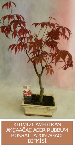 Amerikan akaaa Acer Rubrum bonsai  Antalya online uluslararas iek gnderme 