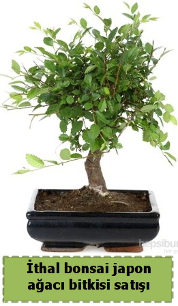 thal bonsai saks iei Japon aac sat  Antalya online Melisa nternetten iek siparii 