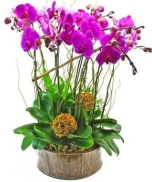 Ahap ktkte lila mor orkide 8 li  Antalya online internetten iek sat 