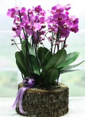 Ktk ierisinde 6 dall mor orkide  Antalya online ucuz iek gnder 