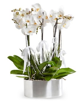 Be dall metal saksda beyaz orkide  Antalya online iek yolla 