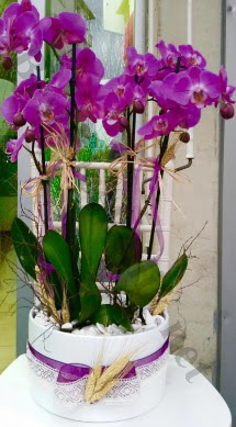 Seramik vazoda 4 dall mor lila orkide  Antalya online online iek gnderme sipari 