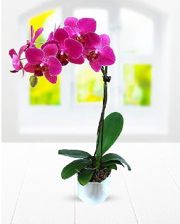 Tek dall mor orkide  Antalya online iek sat 