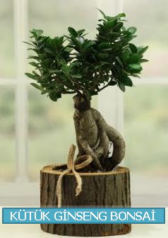 Ktk aa ierisinde ginseng bonsai  Antalya online iek gnderme sitemiz gvenlidir 