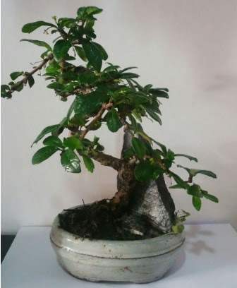 S eklinde ithal bonsai aac  Antalya online iek yolla 
