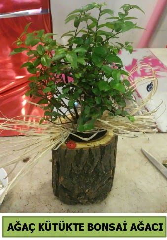 Doal aa ktk ierisinde bonsai aac  Antalya online iek gnderme sitemiz gvenlidir 