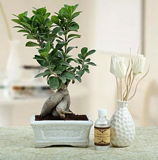 Ginseng ficus bonsai  Antalya online iekiler 