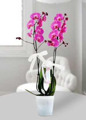 ift dall mor orkide  Antalya online iekiler 