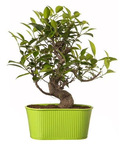 Ficus S gvdeli muhteem bonsai  Antalya online iek siparii sitesi 