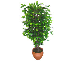 Ficus Benjamin 1,50 cm   Antalya online anneler gn iek yolla 