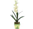 zel Yapay Orkide Beyaz   Antalya online online ieki , iek siparii 