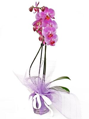  Antalya online anneler gn iek yolla  Kaliteli ithal saksida orkide