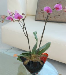  Antalya online ieki maazas  tek dal ikili orkide saksi iegi