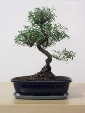 ithal bonsai saksi iegi  Antalya online iek siparii vermek 