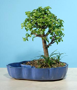 ithal bonsai saksi iegi  Antalya online iekiler 