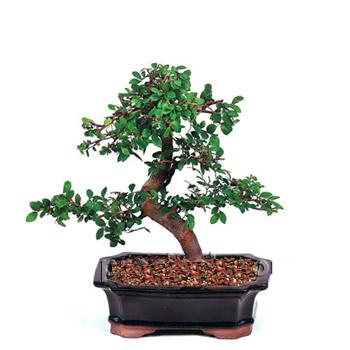 ithal bonsai saksi iegi  Antalya online iek siparii vermek 