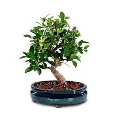 ithal bonsai saksi iegi  Antalya online iek siparii sitesi 