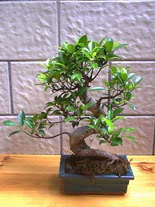 ithal bonsai saksi iegi  Antalya online hediye sevgilime hediye iek 