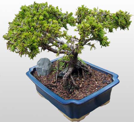 ithal bonsai saksi iegi  Antalya online ieki maazas 