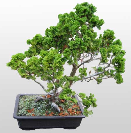 ithal bonsai saksi iegi  Antalya online Melisa nternetten iek siparii 