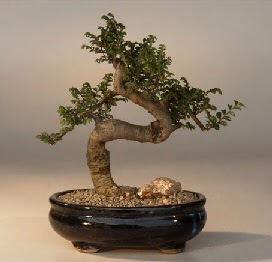 ithal bonsai saksi iegi  Antalya online 14 ubat sevgililer gn iek 