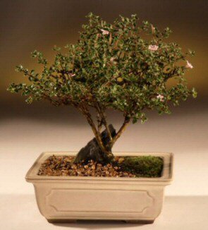 ithal bonsai saksi iegi  Antalya online iek maazas , ieki adresleri 