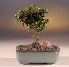  Antalya online iek yolla  ithal bonsai saksi iegi  Antalya online internetten iek sat 